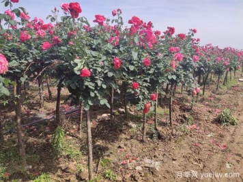 栽植兩年后的樹(shù)狀月季出現葉小枯枝怎么辦？