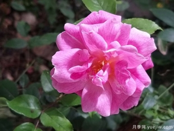 世界古老月季榮譽(yù)殿堂，12個(gè)老月季名人堂品種大全