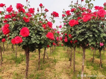 88個(gè)花卉知識點(diǎn)術(shù)語(yǔ)，園林人需要知道