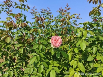 2米高粉龍月季網(wǎng)片批發(fā)，打造爆款花墻