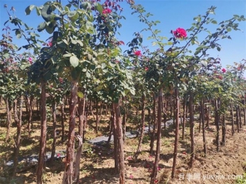 秋季花木移栽時(shí)間和注意措施有哪些？