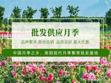 月季最新批發(fā)價(jià)格表，2025年2月月季網(wǎng)行情報(bào)價(jià)