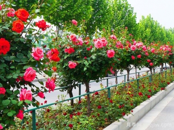 買(mǎi)什么月季花？月季樹(shù)花色花型多樣美麗極了