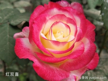推薦20個(gè)大花月季品種，花大味香，顏值擔當