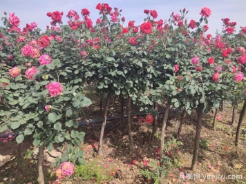 樹(shù)狀月季花朵的豐富層次感如何保持？