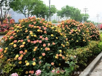 如何使用造型月季為主題打造迷人花園？
