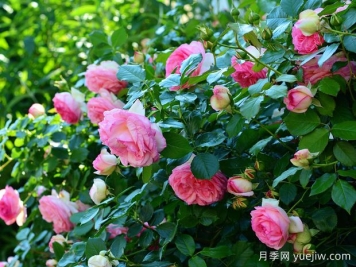如何通過(guò)月季花來(lái)創(chuàng  )造美麗的庭院景觀(guān)？