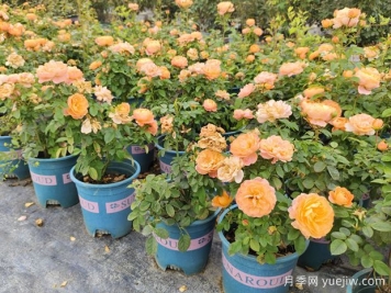 月季花通用養護技巧總結，為啥買(mǎi)來(lái)幾天月季就蔫了？