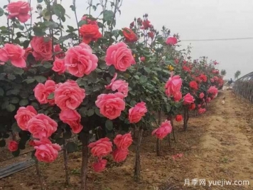大花濃香、四季開(kāi)花，月季樹(shù)打造庭院非常美！