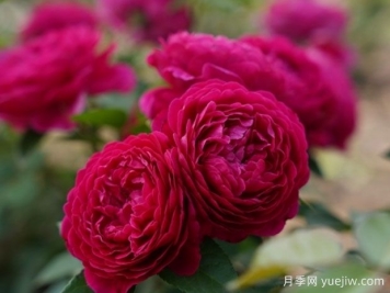 純芳香月季