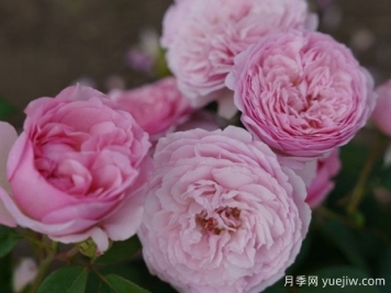 獨特芳香月季