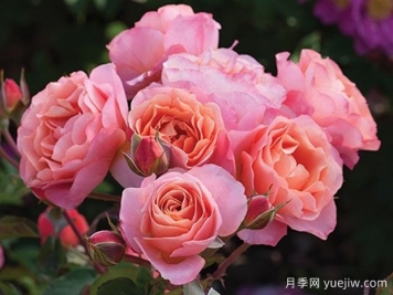 時(shí)髦時(shí)尚月季
