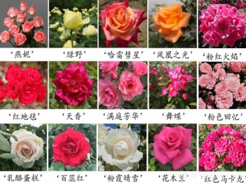 月季育種家：中國農業(yè)科學(xué)院蔬菜花卉研究所