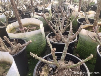 園林苗木休眠期病蟲(chóng)害防治植物