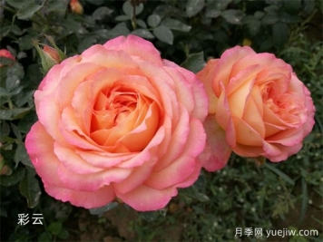 月季專(zhuān)業(yè)知識，分類(lèi)/花型/花色/花香