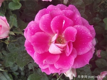 月季花的開(kāi)花持續時(shí)間有多長(cháng)？