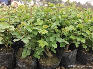 讓盆栽月季重復開(kāi)花要掌握什么措施？