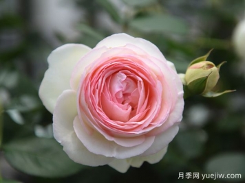 藤本月季哪款月季惹人愛(ài)？必須是龍沙寶石