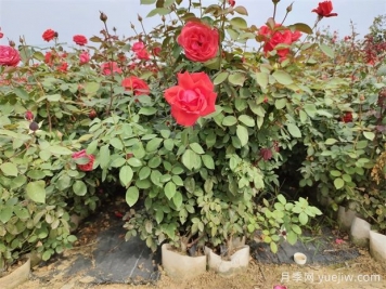 美植袋月季，大花豐花大缽月季苗