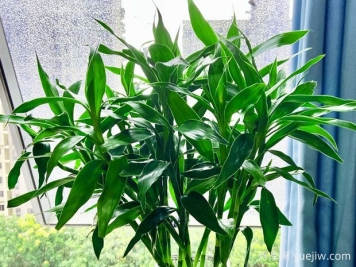 常見(jiàn)的8種風(fēng)水竹，分別是什么？