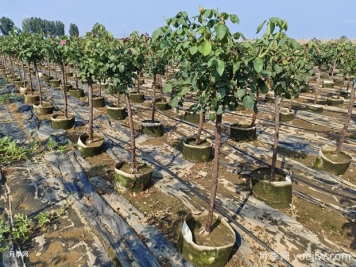 養植樹(shù)狀月季要注意什么？