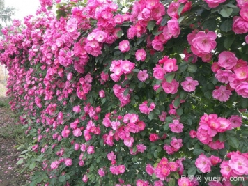藤本類(lèi)植物的修剪問(wèn)題
