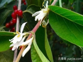 金銀木和金銀花有什么區別，金銀木有哪些主要價(jià)值？