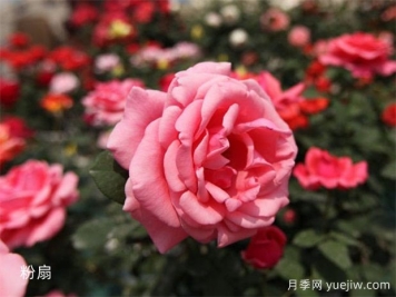 聞花識月季，月季分類(lèi)與文化