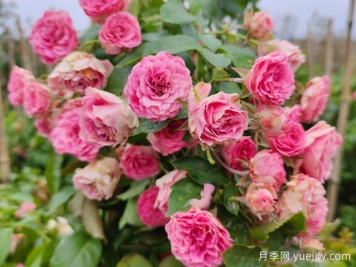 花量大生長(cháng)快的4種月季花，適合打造花墻拱門(mén)