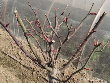 月季花冬季該如何修剪？苗壯枝多開(kāi)花旺