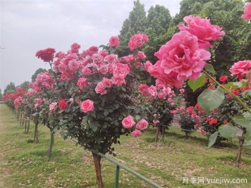 園林苗木按功能分類(lèi)：行道樹(shù)、庭蔭樹(shù)、孤賞樹(shù)、分隔林、綠籬