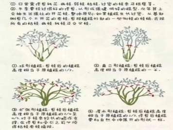 又快到春天月季修剪時(shí)，詳細圖解教你學(xué)會(huì )要領(lǐng)