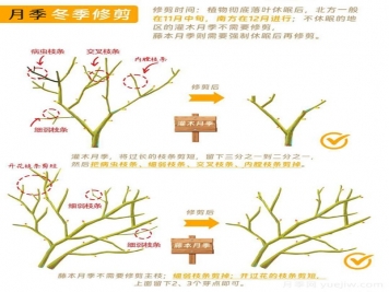 月季冬剪全攻略！各地區月季修剪時(shí)間和方法，全總結