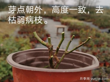 1月月季管理養護重點(diǎn)在哪里？請收好這份指南