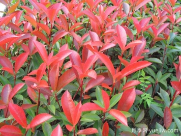 推薦6種經(jīng)典的紅色植物，養一盆紅火真喜慶