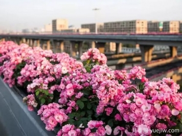 杭州高架月季實(shí)現定期開(kāi)花，是如何進(jìn)行花期調控的？