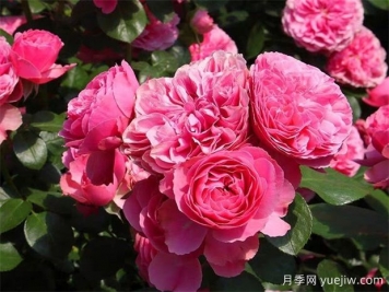 莆田的市花是什么花？