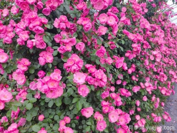 安吉拉月季藤本花海俗稱(chēng)，一棵就是一面花墻