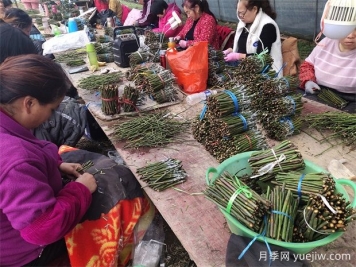 月季嫁接之T型芽接，成活率高，愈合效果好！