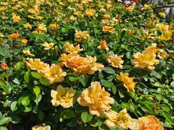 內鄉月季公園月季盛開(kāi)，賞花游人如織