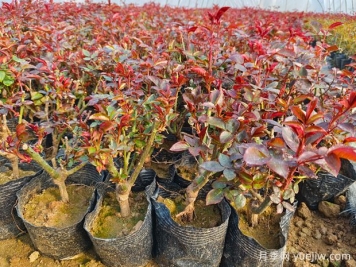 一朵月季花種出大產(chǎn)業(yè)，春節期間南陽(yáng)石橋鎮靜候花開(kāi)