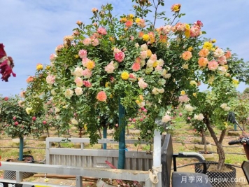 558種常見(jiàn)園林植物大全集錦，干貨滿(mǎn)滿(mǎn)，園林人必知