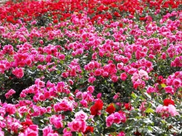 綿陽(yáng)月季扮靚城市，市花嬌艷綻放成美景