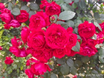 6款紅色系的藤本月季品種，適合打造網(wǎng)紅花墻