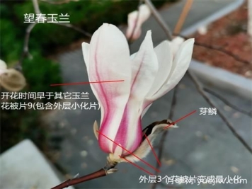 八種玉蘭識別與圖鑒