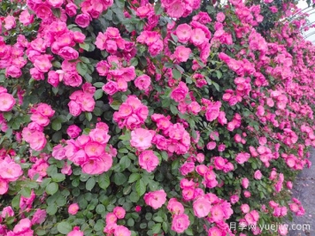 打造月季花墻就用這15種藤本月季，花開(kāi)成風(fēng)景線(xiàn)