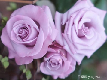 謊言為什么流行？當月季變身玫瑰