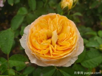 從花園到花瓶，盤(pán)點(diǎn)10個(gè)顏值超高的切花月季
