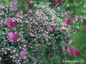 無(wú)錫的薔薇開(kāi)好了，快來(lái)打卡！