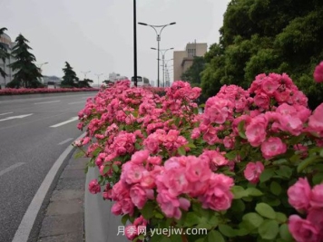 現在都流行栽月季嗎？